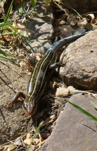 skink1