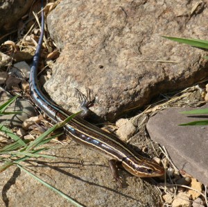 skink2