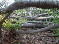 windstorm2