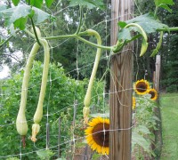 rampicante