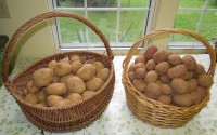potatoes