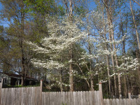 dogwood