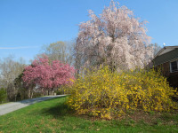 flowering-trees