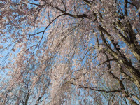 weeping-cherry