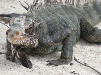 iguana