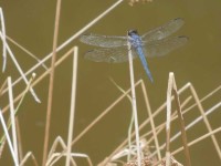 Scheier-dragonfly