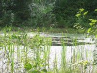 Scheier-pond2
